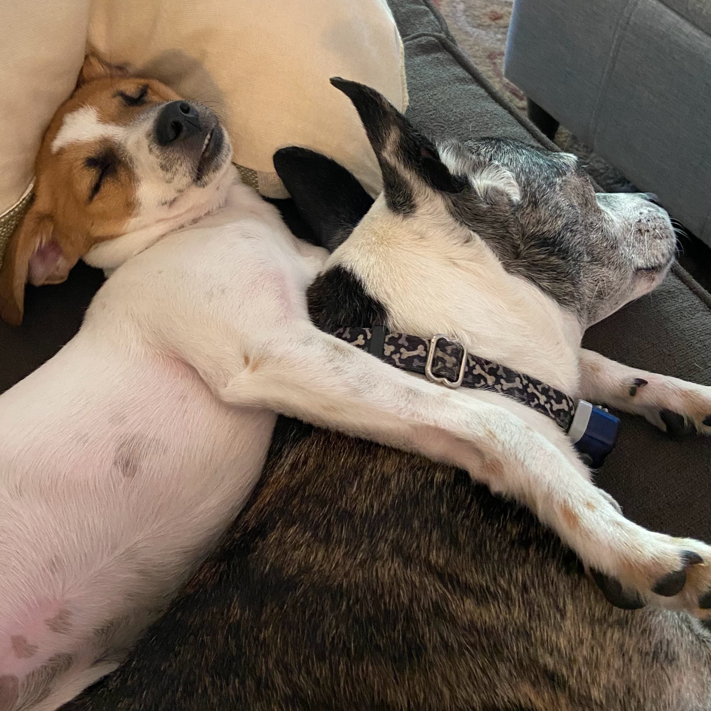 dogs